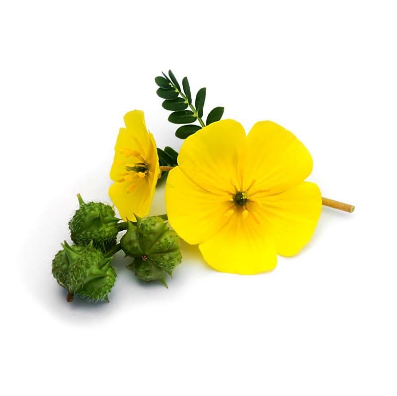 Tribulus Terrestris in Alpha Honey